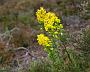 190 wandeling 1000 treden